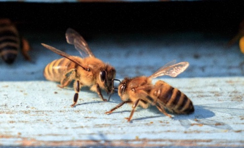 Ziołomiód z Melisy Lekarskiej 0.4kg