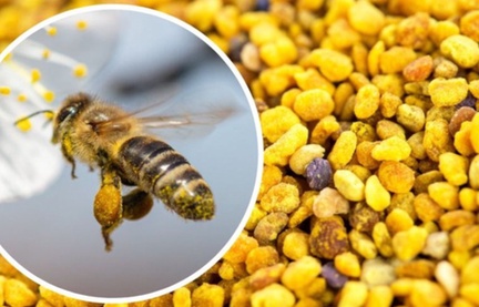 MIÓD Z DODATKIEM PYŁKU KWIATOWEGO I EKSTRAKTU Z PROPOLISU 0,4kg