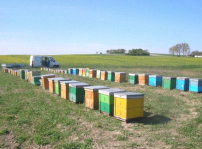 Miód Ciemny Leśny 1.1kg