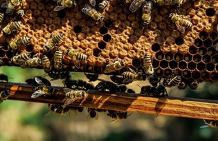 Miód Malinowy 1.1kg