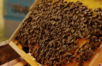 Miód Nawłociowy  0.4kg