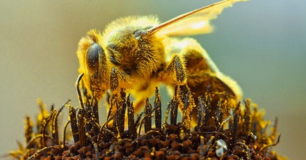 Nalewka Ekstrakt Propolisowy  20% 100ml