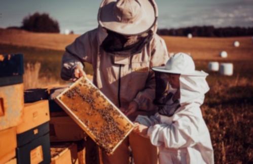 MIÓD (zestaw)  LIPOWY, GRYCZANY, AKACJOWY, SPADZIOWY(liściasty)