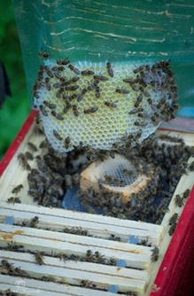 MIÓD (zestaw) LIPOWY, GRYCZANY, AKACJOWY, CIEMNY LEŚNY